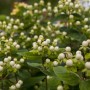 Detailaufnahme des weißen Johanniskrauts 'Hypericum Magical White' mit grünen Blättern.