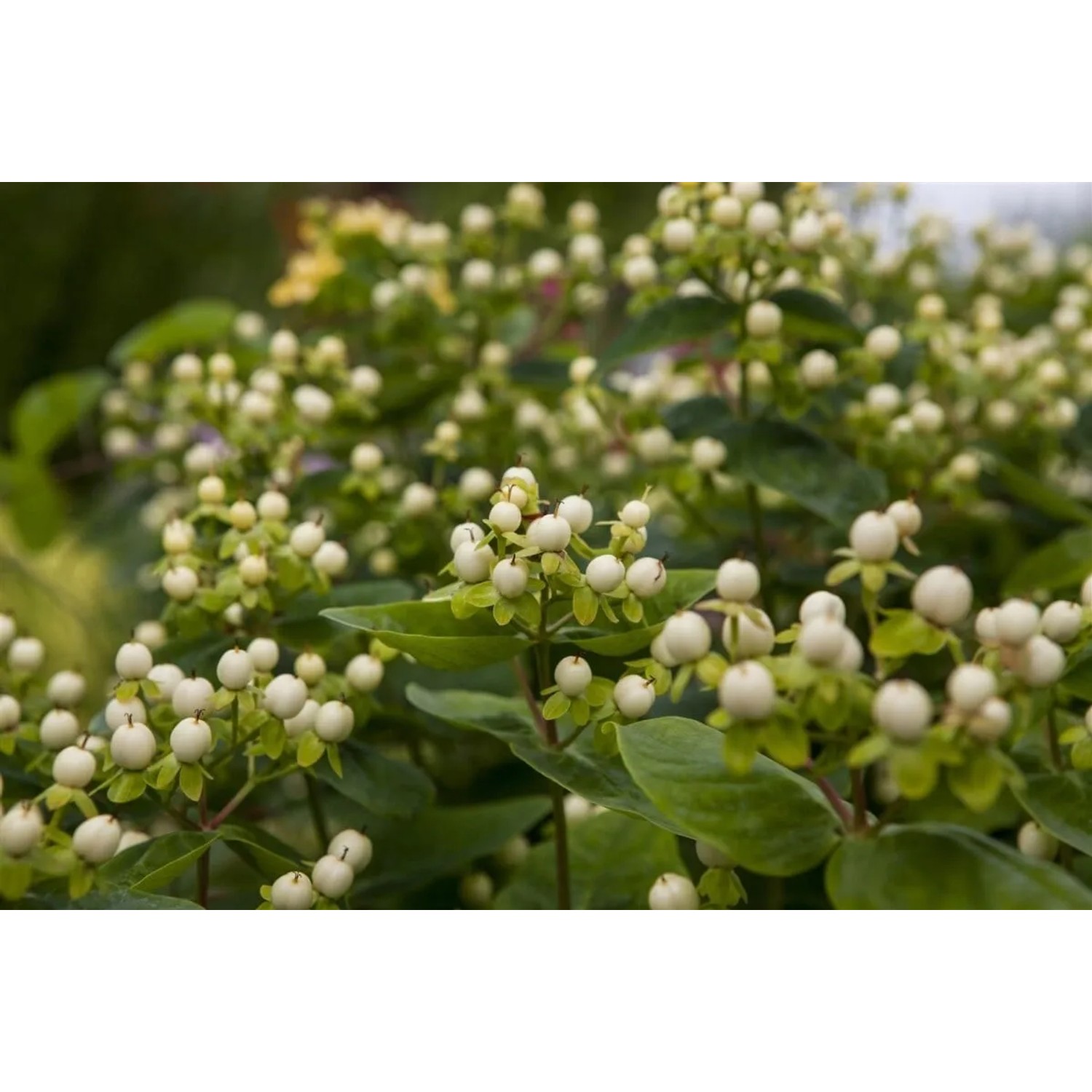 Detailaufnahme des weißen Johanniskrauts 'Hypericum Magical White' mit grünen Blättern.