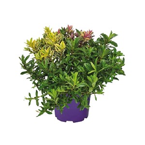 Strauchveronika Quattro im Topf, ca. 20-30 cm hoch, mit vierfarbigen Blüten.