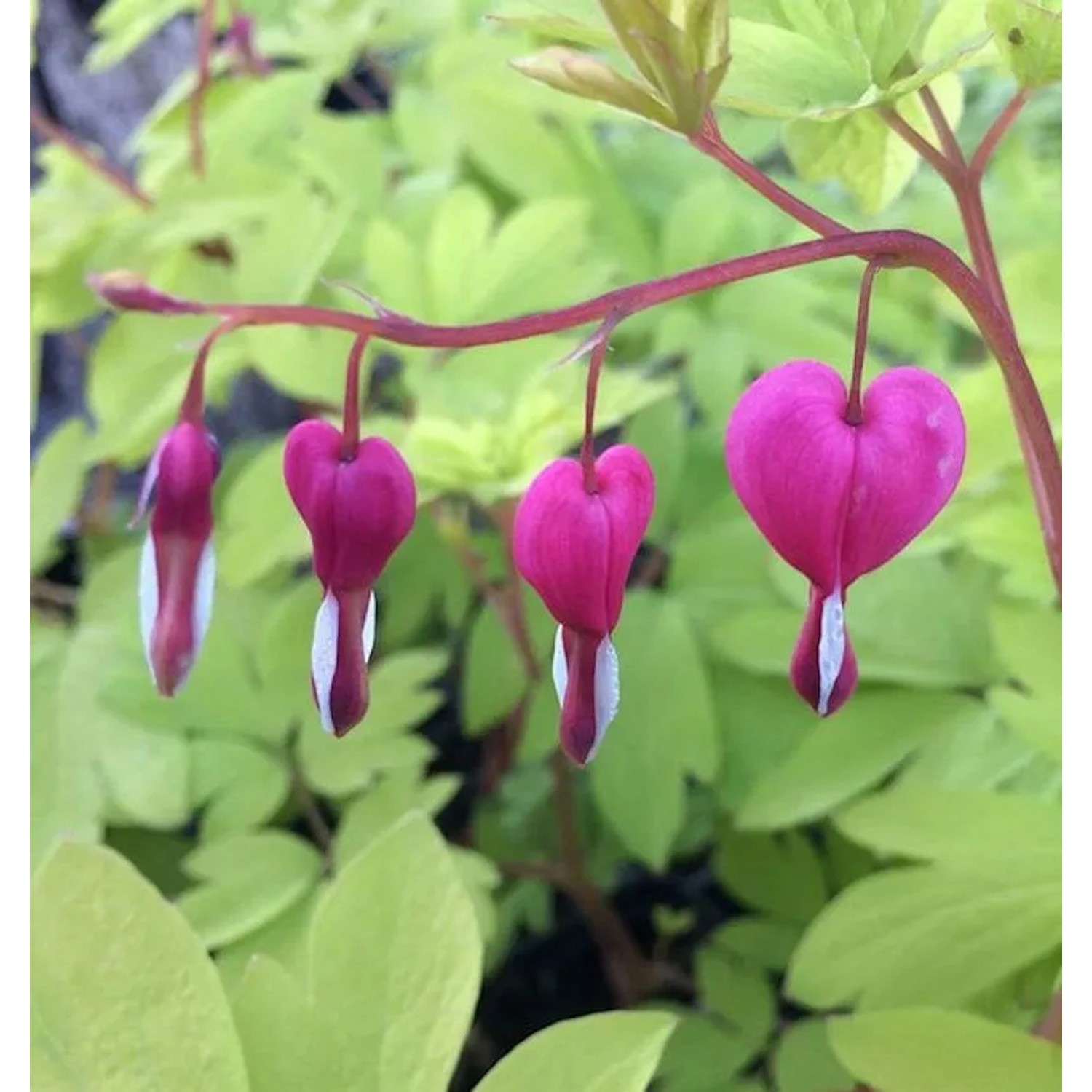 Tränendes Herz Goldheart - Dicentra spectabilis