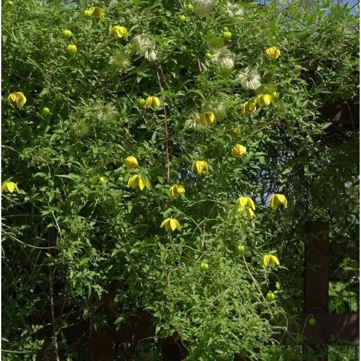 Englische Waldrebe Orange Peel 60-80cm - Clematis texensis