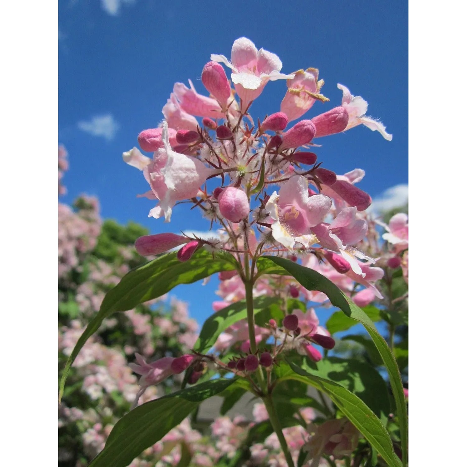Baumfink Perlmuttstrauch Topfpflanze mit rosa-weißen Blüten vor blauem Himmel.