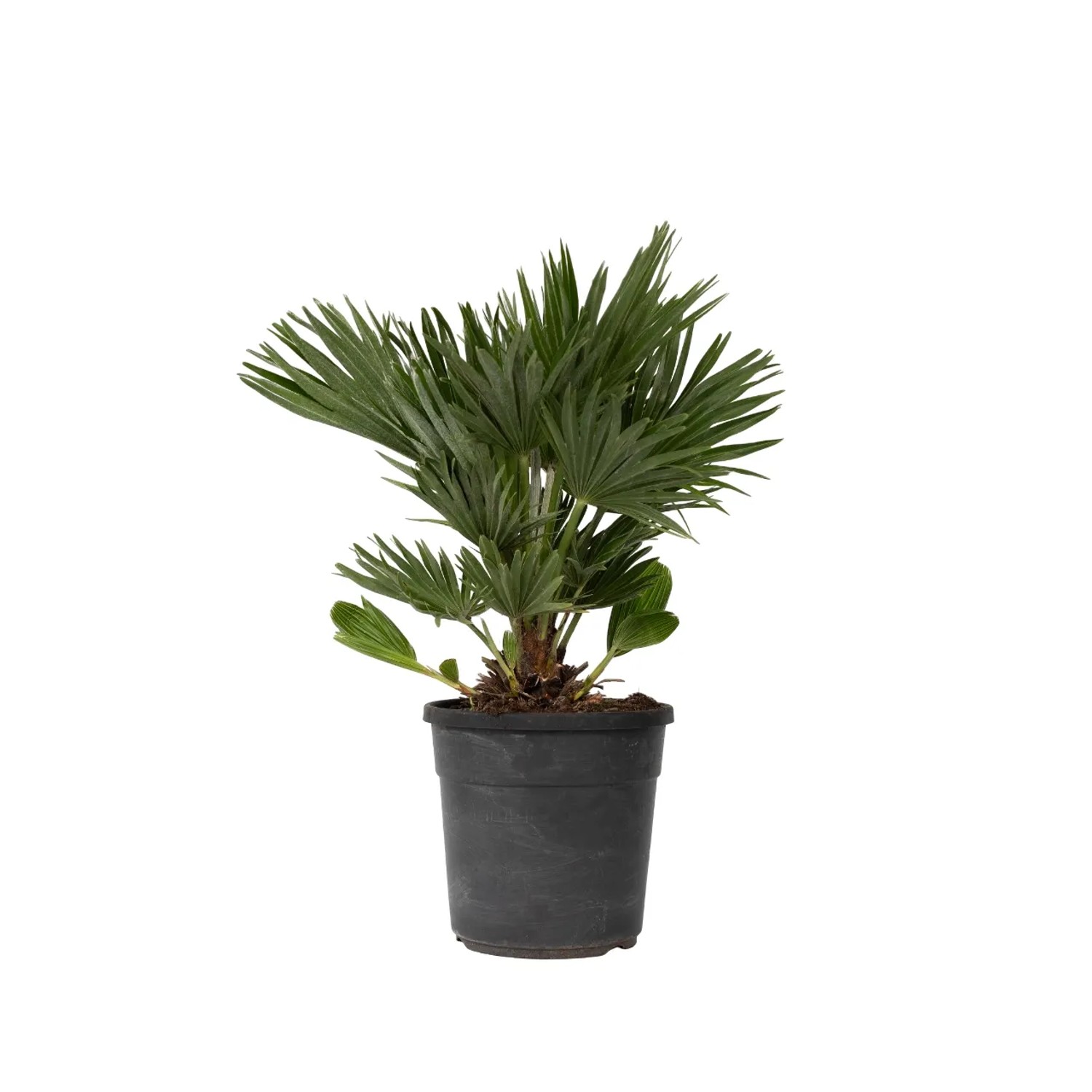 Plant In A Box Vulkan Zwergpalme Chamaerops 'Vulcano' Höhe 45cm Ø24 Grün