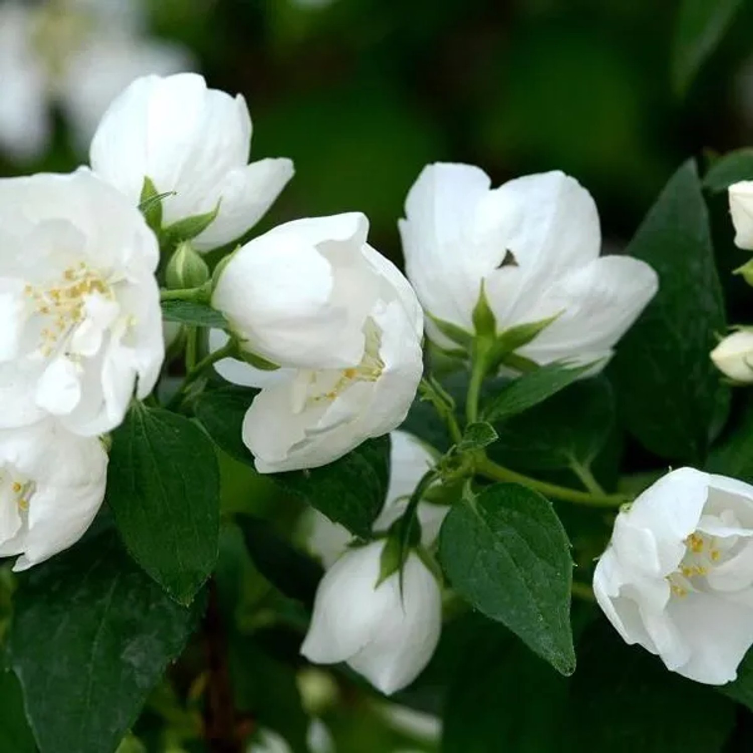 arborix Gefüllter Gartenjasmin 'Bouquet Blanc' Philadelphus 50 Bis 60 Cm Im Container Duftende Blüten