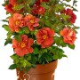 Beetrose Espresso Orange im Topf, ca. 20-30 cm hoch. Bodendeckerrose mit orangefarbenen Blüten.