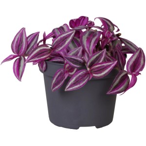 GROW by OBI Dreimasterblumen "Pink Paradise" Topf-Ø ca. 12 cm Tradescantia