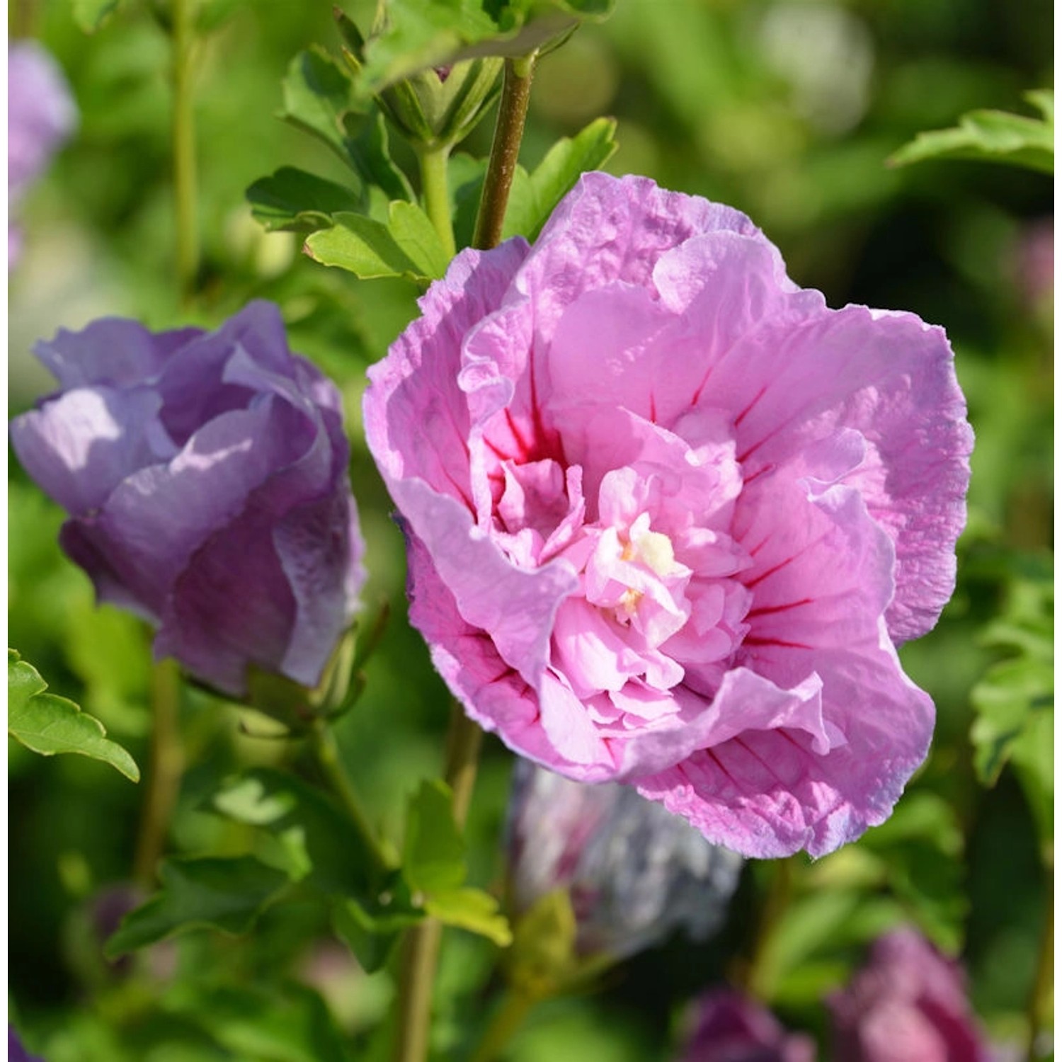 Garteneibisch Lavender Chiffon 60-80cm - Hibiscus günstig online kaufen