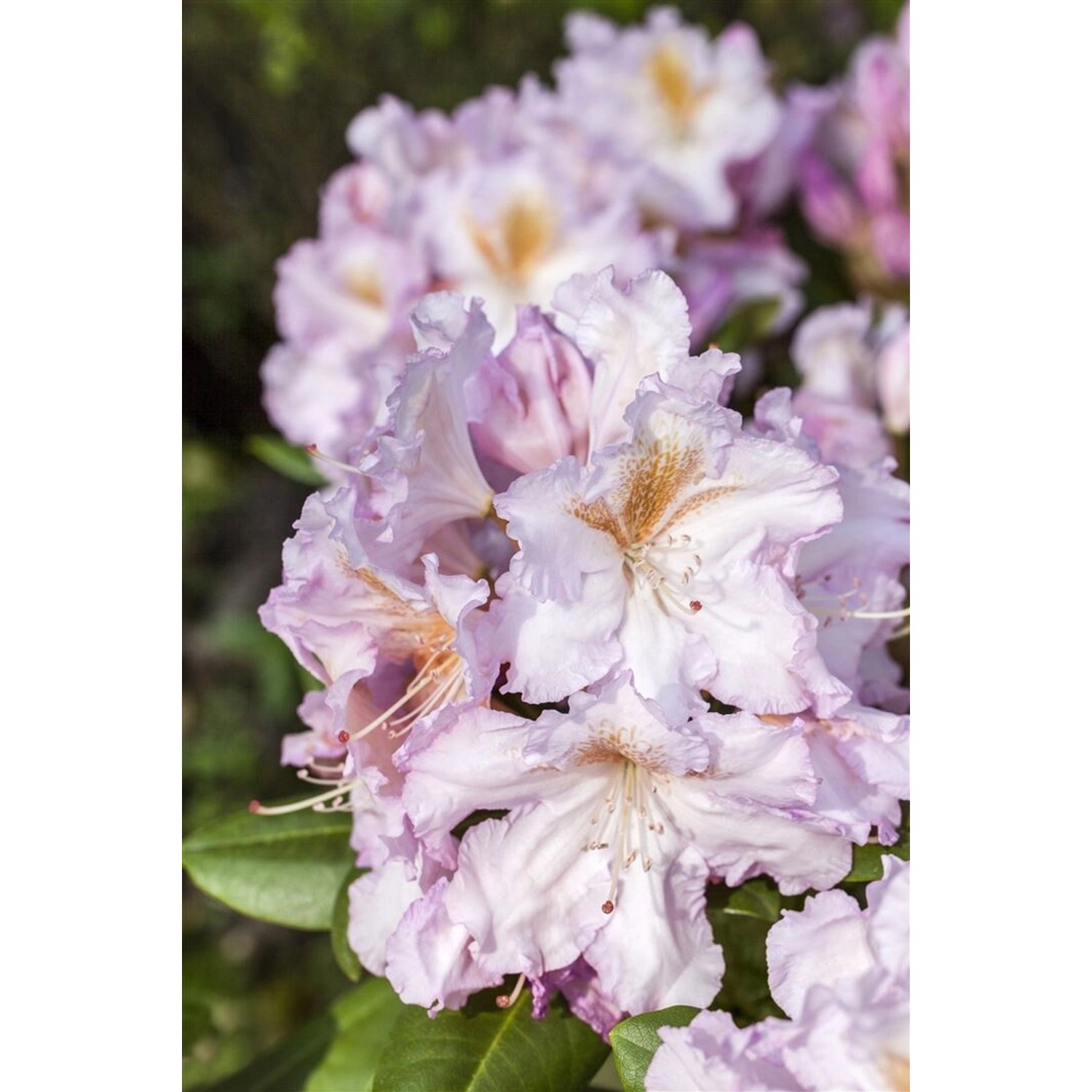 Rhododendron Hybr. Janet Blair Rosa Blüten 30–40 cm günstig online kaufen
