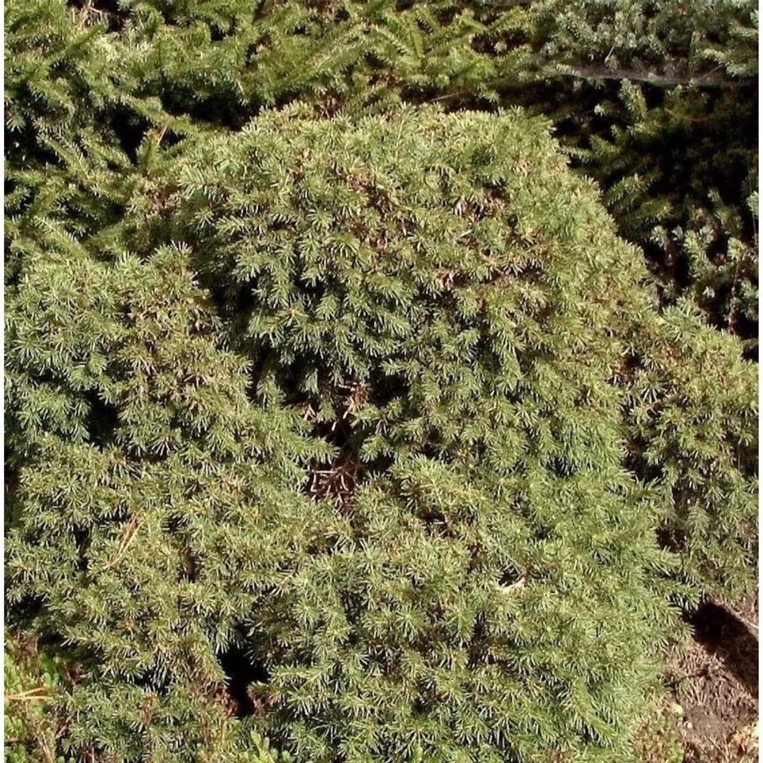 Igel Fichte 30-40cm - Picea abies