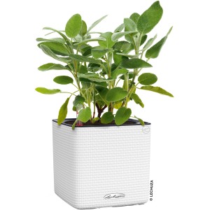 Lechuza Cube Color 16 Kräutertopf in Weiß, 17x17cm, mit Salbei bepflanzt.