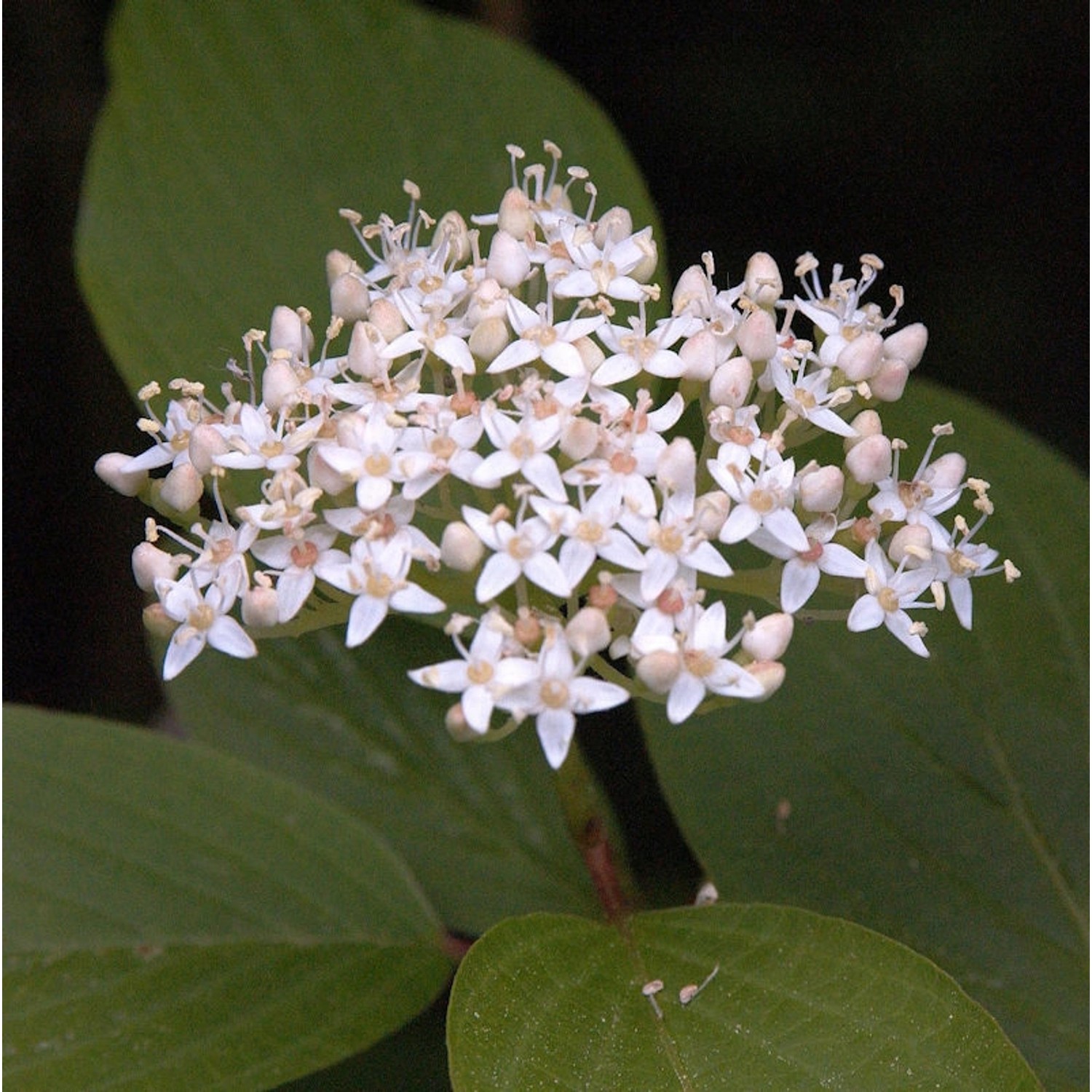 Schwarzholz-Hartriegel Kesselringii 100-125cm - Cornus alba günstig online kaufen