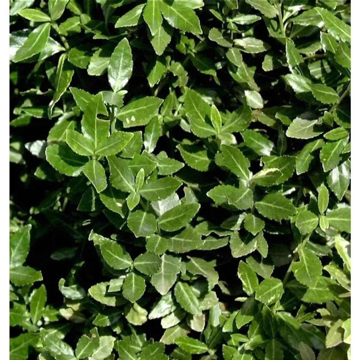 10x Kriechspindel radicans 15-20cm - Euonymus fortunei