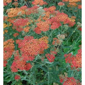 Schafgarbe Feuerland (Achillea millefolium) mit roten und gelben Blüten.