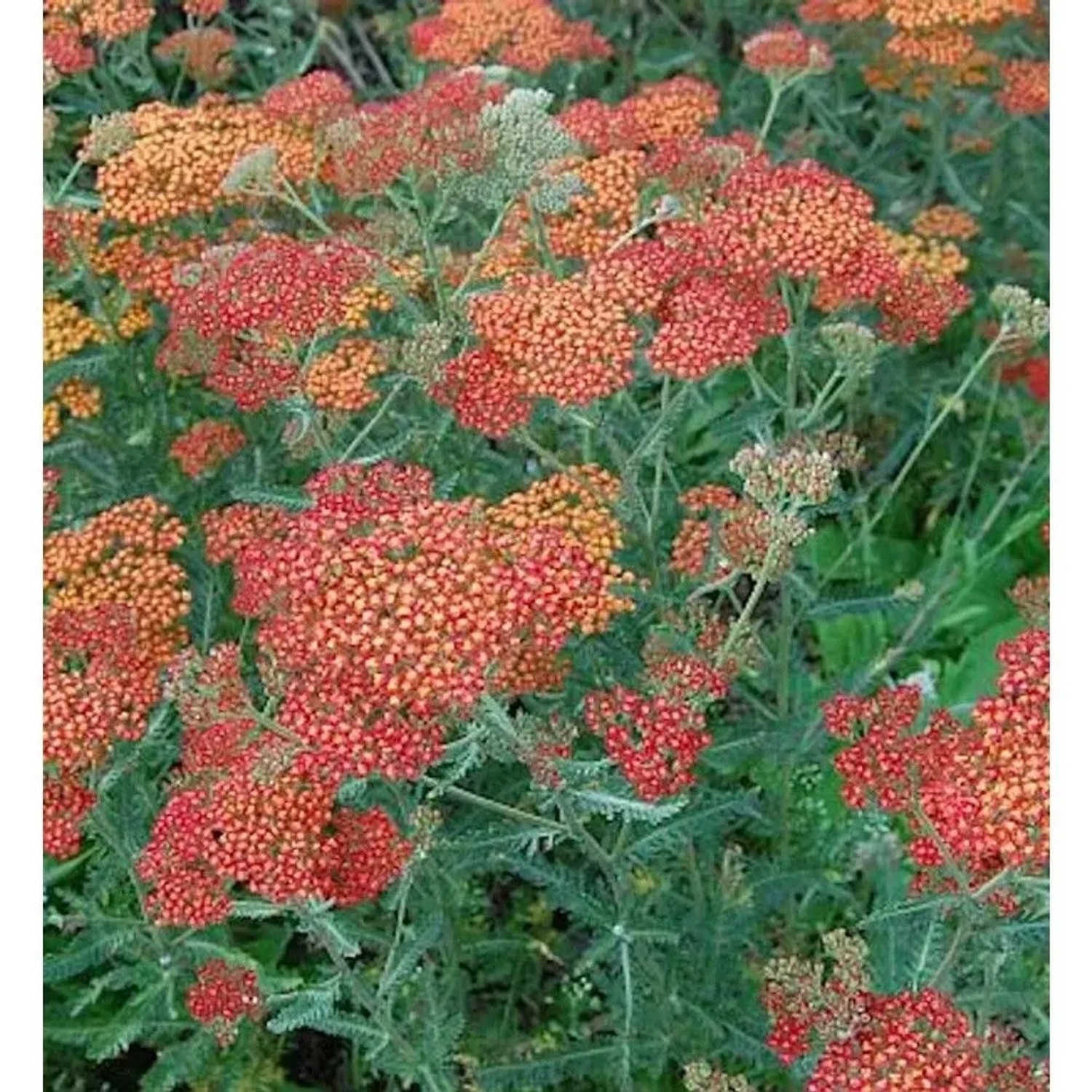 Schafgarbe Feuerland - Achillea millefolium