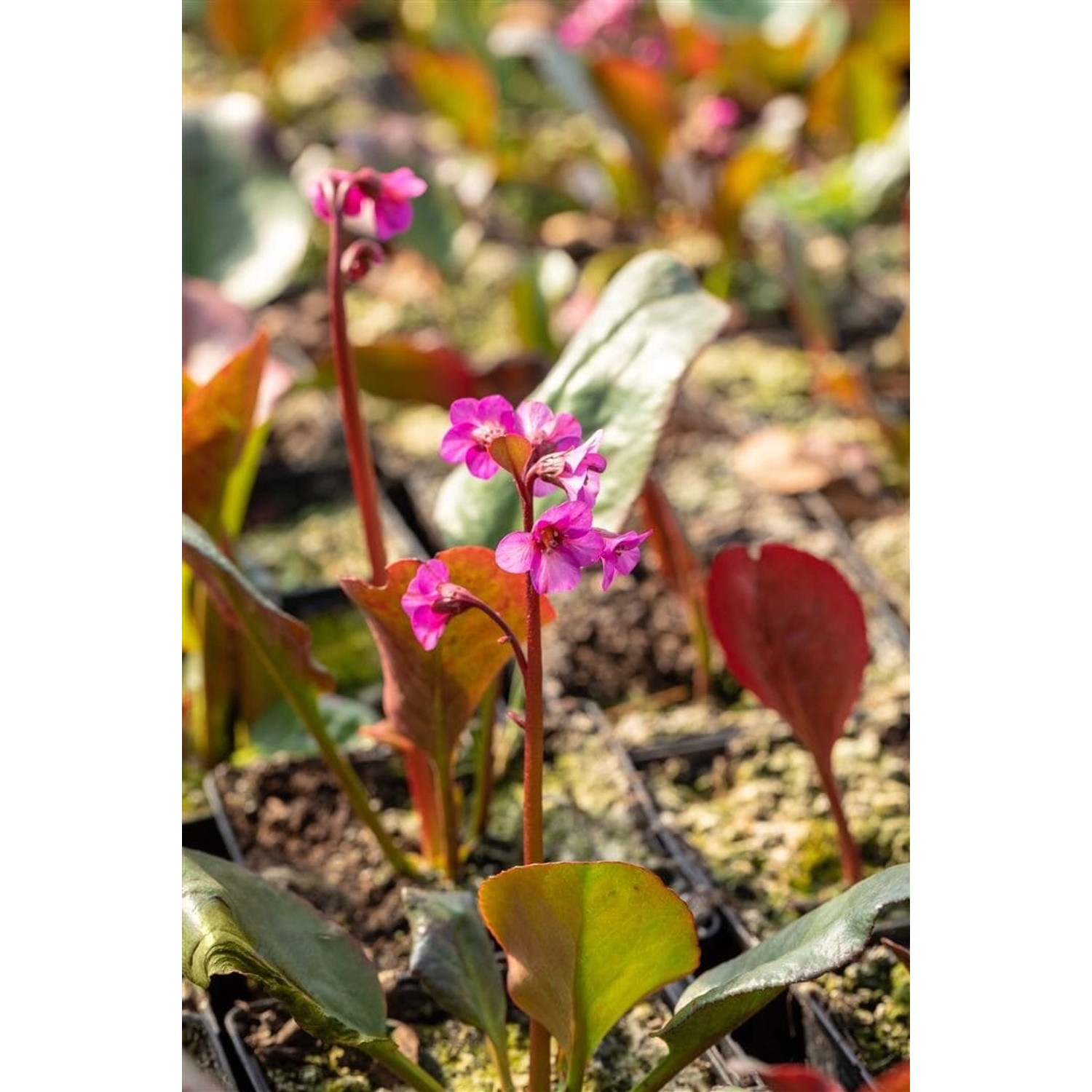 Bergenia Cordifolia Eroica Herzblatt Bergenie Ca. 11x11 cm Topf günstig online kaufen