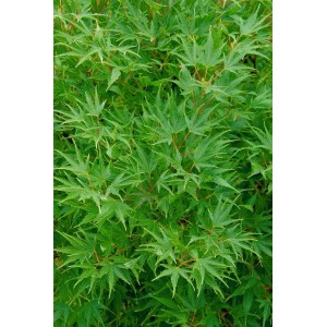 Acer Palmatum Crippsii, Japanischer Ahorn mit gelbgrünen Blättern, ca. 150-175 cm hoch.