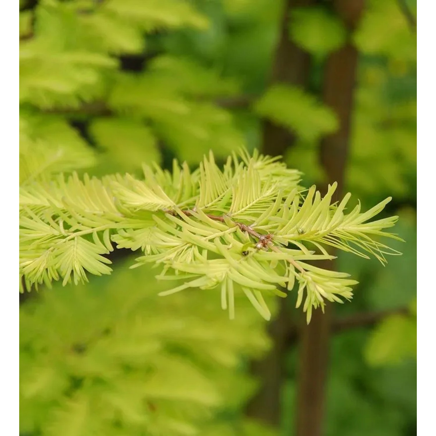 Urweltmammutbaum Chinesisches Rotholz Gold Rush 100-125cm - Sequoiadendron giganteum
