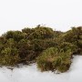 Grünes Deko Moos (50g) für Weihnachtsdekoration und Bastelarbeiten.