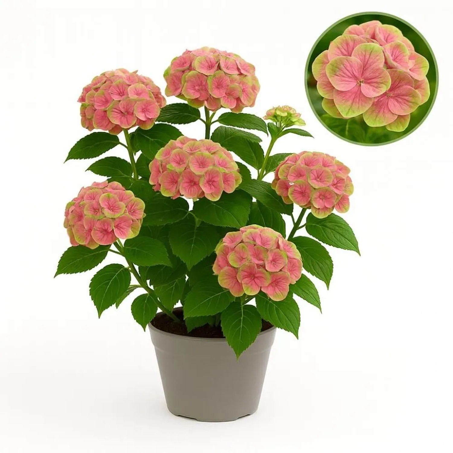 Exotenherz Hortensia Hydrangea Magical Green Fire Rosa Grün 6-10 Blühten Po günstig online kaufen