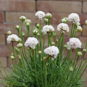 Weiße Strandnelke (Armeria maritima) im Topf, Nahaufnahme der Blütenstände.