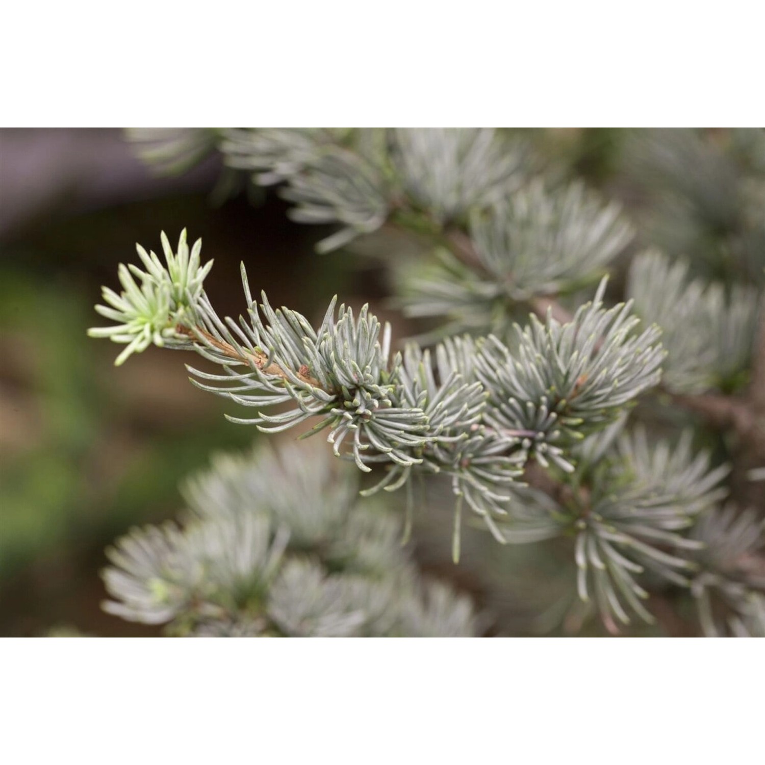 Cedrus Atlantica Glauca Atlas-Zeder Blaugrün 80–100 cm günstig online kaufen