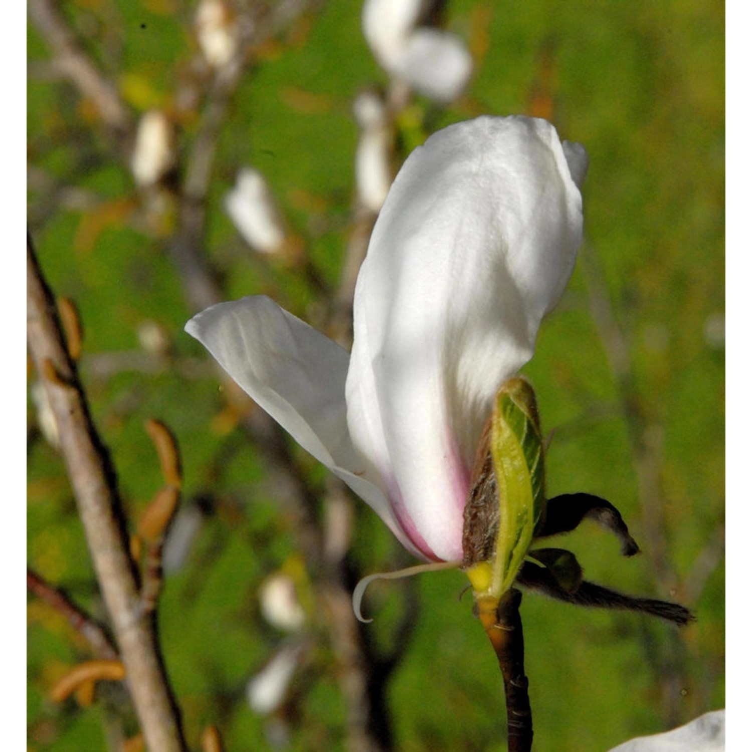 Kleine Sternmagnolie rosa 100-125cm - Magnolia stellata günstig online kaufen