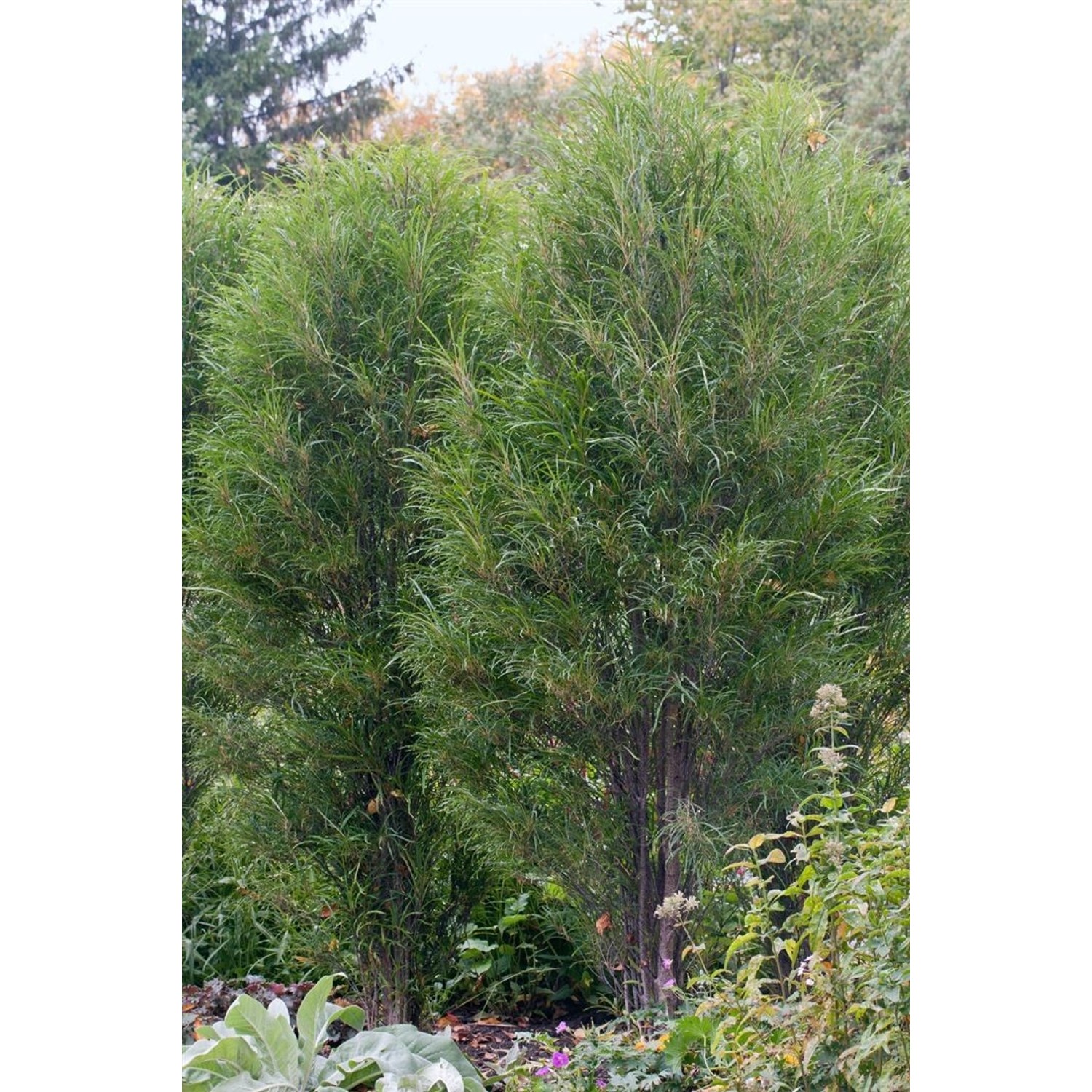 Rhamnus Frangula Fine Line Säulen-Faulbaum 125–150 cm günstig online kaufen