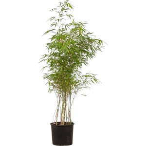 Schirmbambus 'Rufa' im Topf, ca. 150-175 cm hoch, ideal als Hecke oder Solitär.