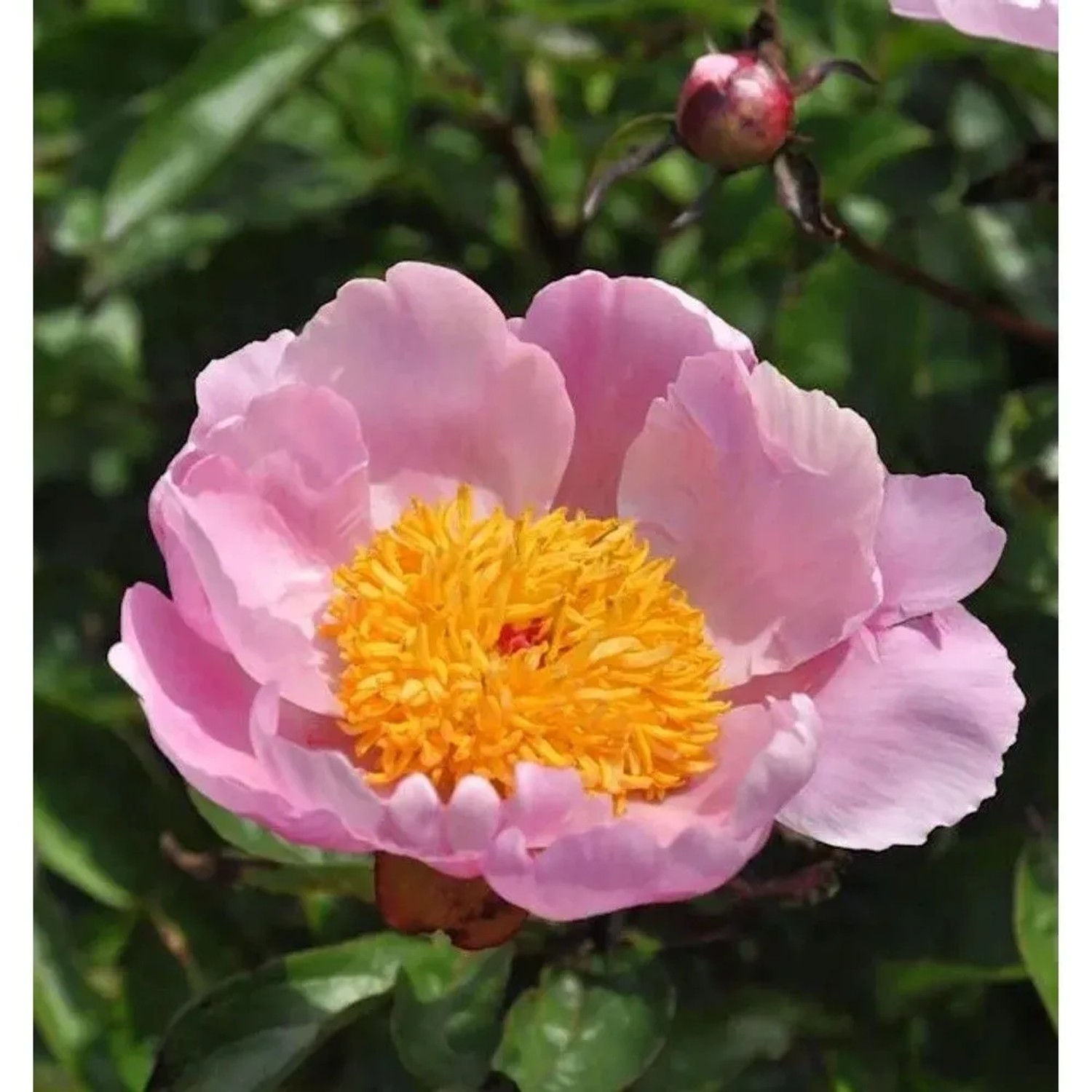 Edelpfingstrose Holbein - Paeonia,actiflora