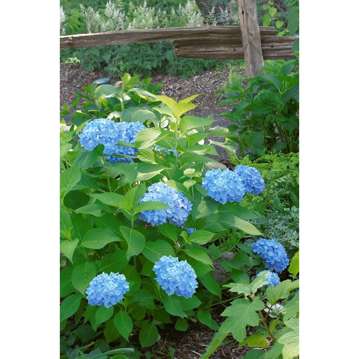 Hydrangea Macrophylla Bauernhortensie 60-80 cm günstig online kaufen