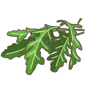 Illustration von Bio-Rucola (Diplotaxis) mit grünen Blättern im Topf.