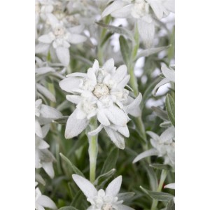 Nahaufnahme von blühendem Edelweiß (Leontopodium Alpinum) im 9x9 cm Topf.