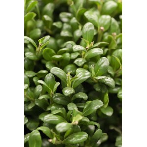 Nahaufnahme der Ilex crenata 'Convexa' Heckenpflanze mit glänzend grünen Blättern.