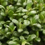 Nahaufnahme der Ilex crenata 'Convexa' Heckenpflanze mit glänzend grünen Blättern.