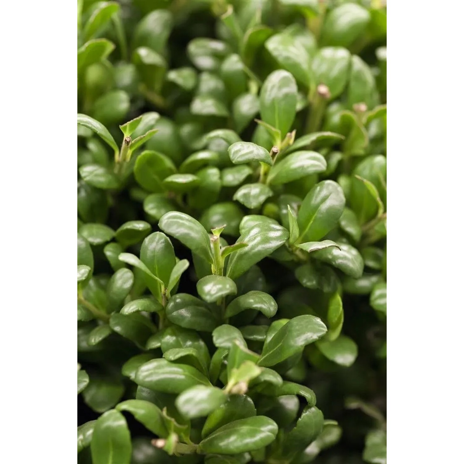 Nahaufnahme der Ilex crenata 'Convexa' Heckenpflanze mit glänzend grünen Blättern.