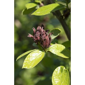Nahaufnahme einer dunkelroten Blüte des Calycanthus Floridus Gewürzstrauchs mit grünen Blättern.