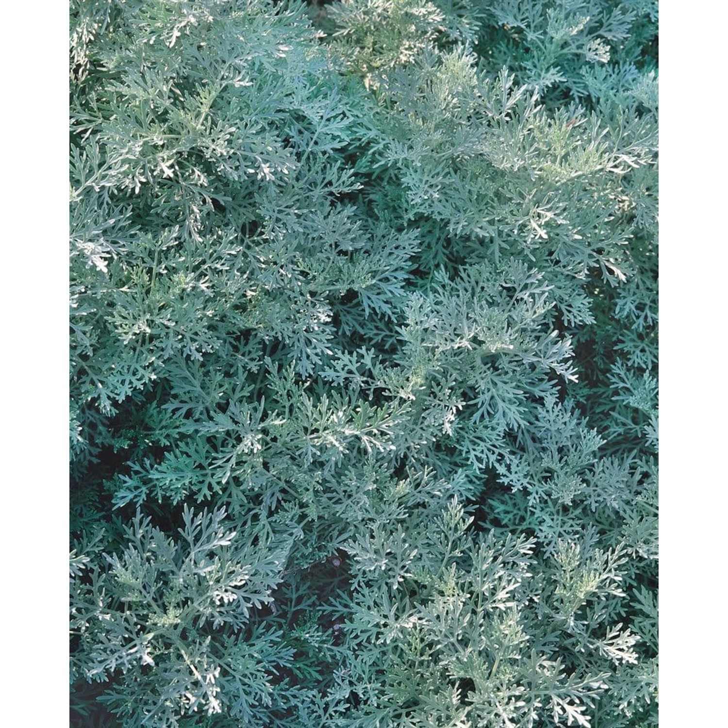 Artemisia Arborescens Powis Castle Ca. 9x9 cm Topf günstig online kaufen