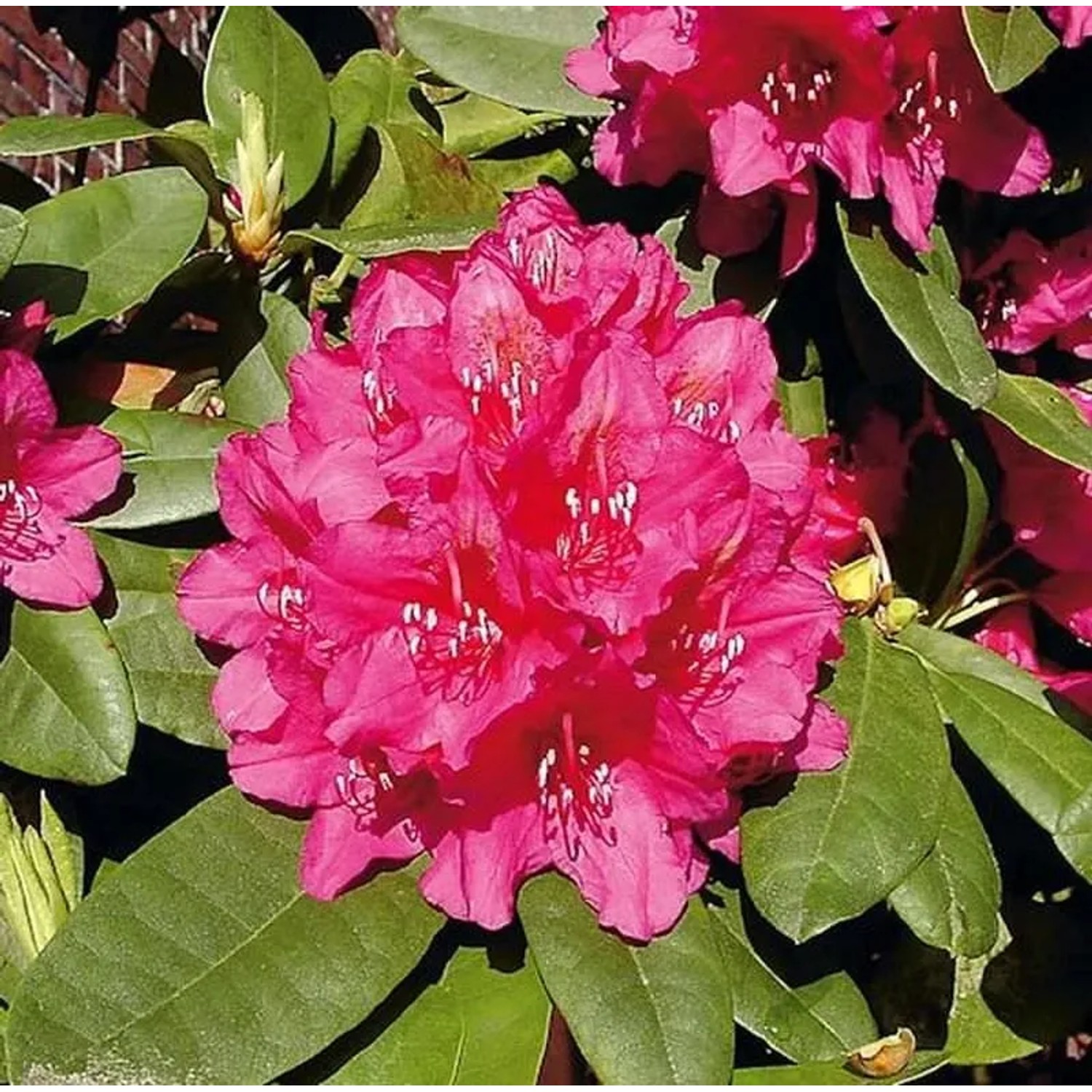 Großblumige Rhododendron Dr.H.C.Dresselhuys 25-30cm - Alpenrose