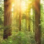 Komar Fototapete Vlies Redwood (200x250 cm) mit Waldmotiv und Sonnenlicht.
