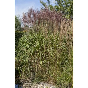 Phragmites Australis Schilfrohr im 9x9 cm Topf, hohes Gras mit grünen Blättern und braunen Blütenständen.