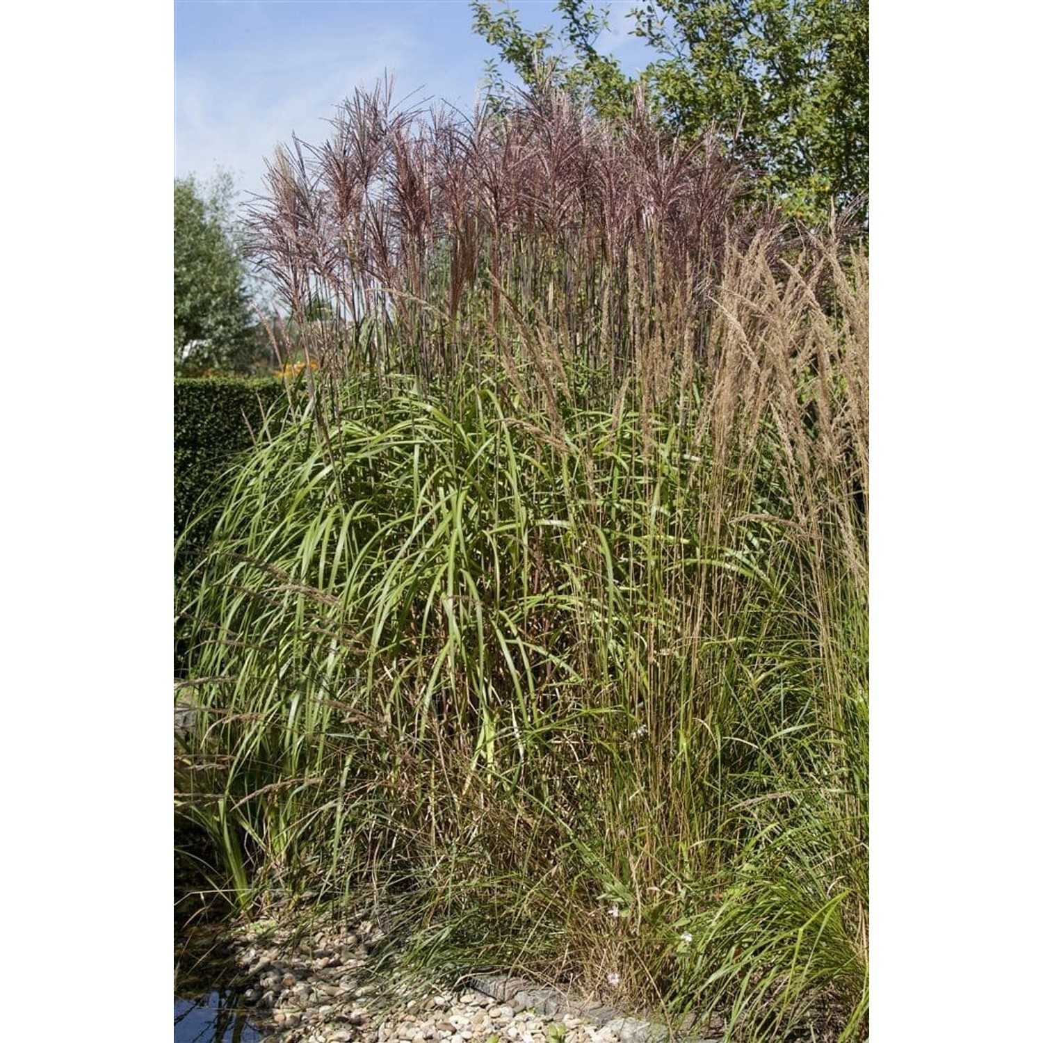 Phragmites Australis Schilfrohr Ca. 9x9 cm Topf günstig online kaufen