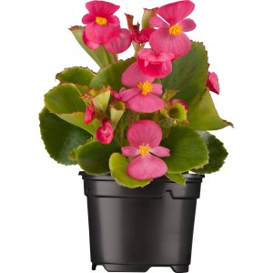 Eisbegonie im Topf, rosa Blüten und grüne Blätter. Begonia Semperflorens für Beet und Balkon.