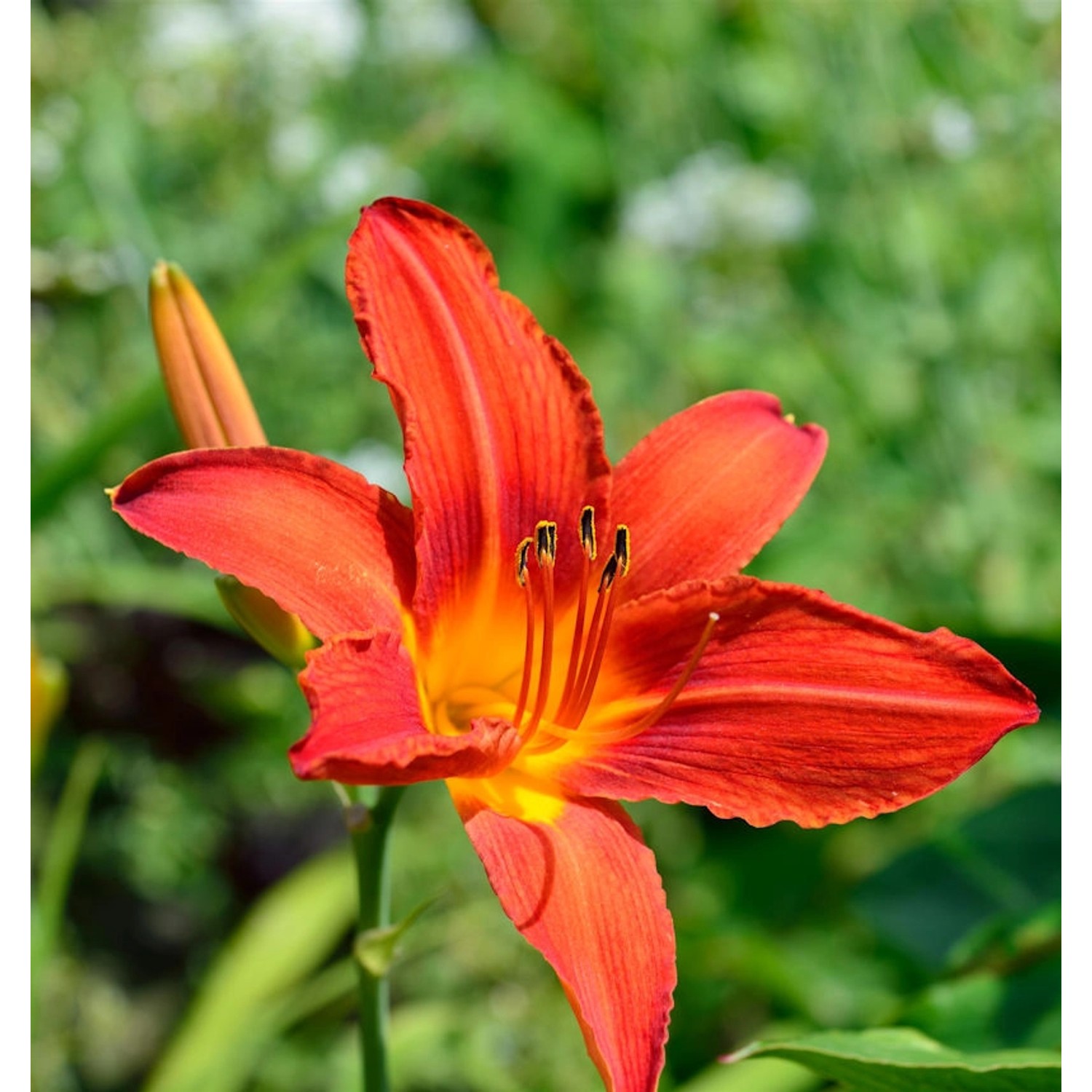 Taglilie Chicago Apache - Hemerocallis cultorum günstig online kaufen