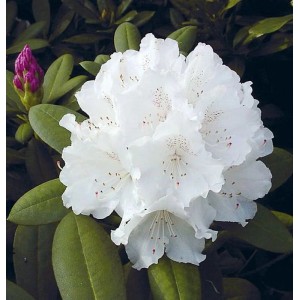INKARHO Rhododendron Schneekrone mit weißen Blüten und grünen Blättern.