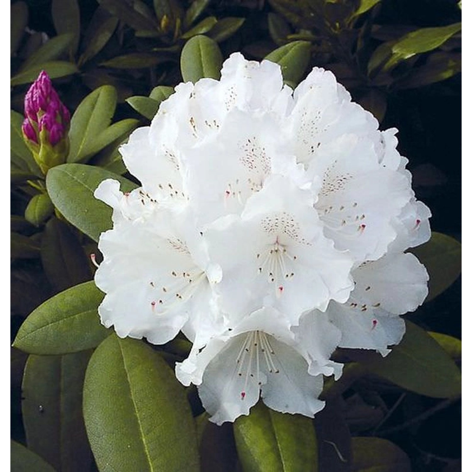 INKARHO - Rhododendron Schneekrone 25-30cm - Alpenrose günstig online kaufen