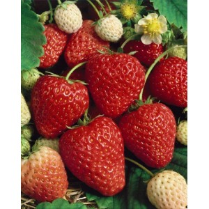 Foto von roten Walderdbeeren (Fragaria Vesca Ostara) im 9x9 cm Topf.