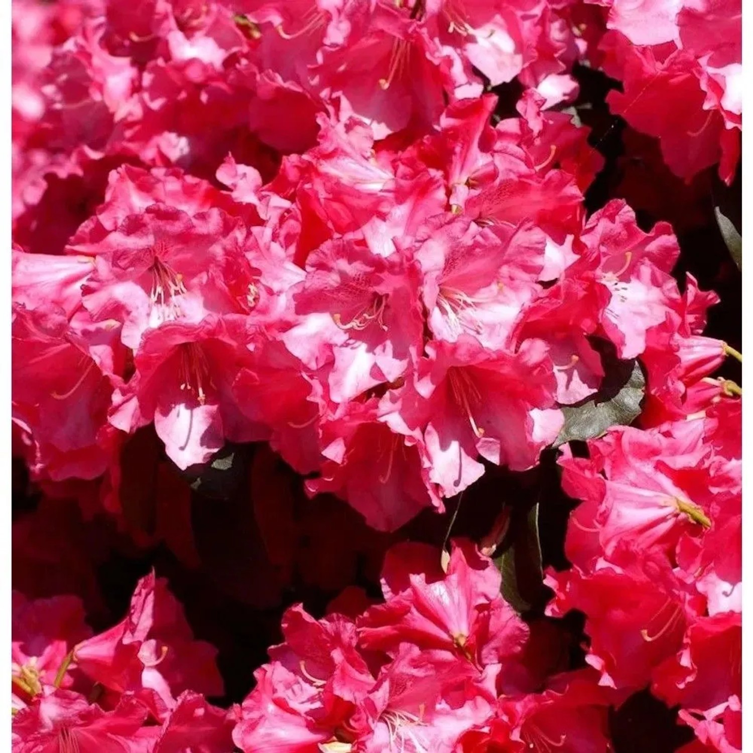 Image of Rhododendron Gartendirektor Glocker 25-30cm - Rhododendron williamsianum
