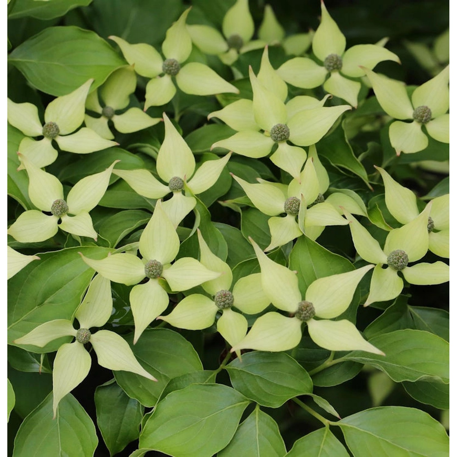 Chinesischer Blumenhartriegel 80-100cm - Cornus kousa günstig online kaufen