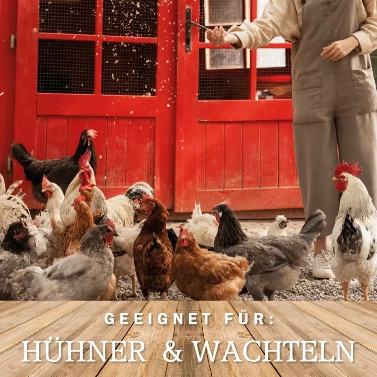 Hühnerfutter: Vielfältige Hühnerschar vor rotem Stall, geeignet für Hühner und Wachteln.