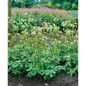 Große Sterndolde 'Sunningdale Variegated' mit weiß-cremefarbenen Blüten und panaschiertem Laub im Garten.